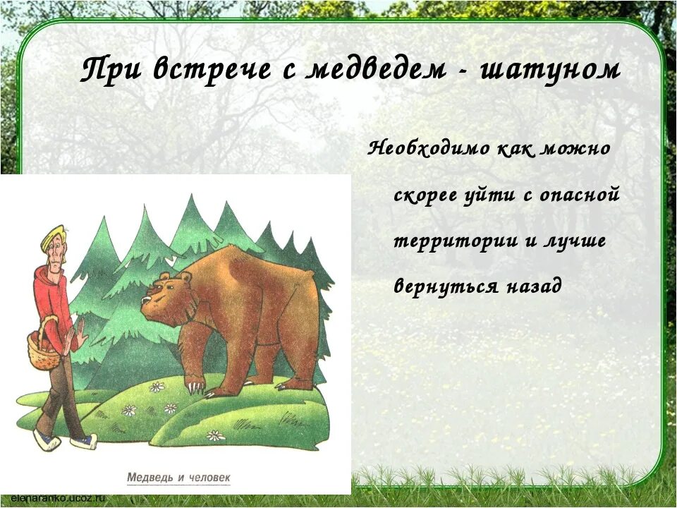 Рассказы про медведей шатунов