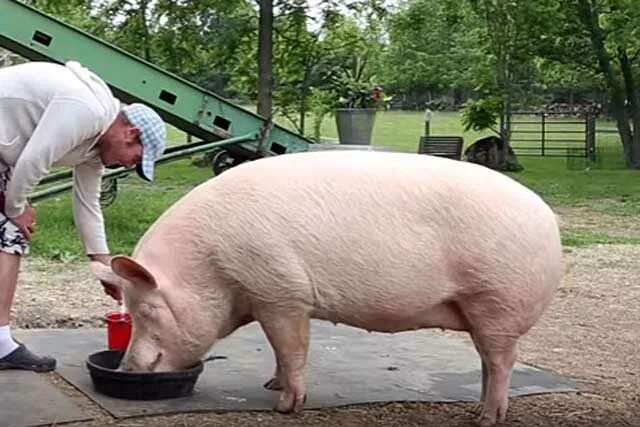 Вес хряков и свиноматок. Размер свиньи. Большие свиньи.