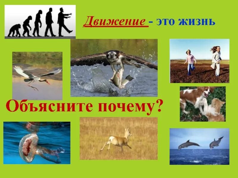 Почему двигается пол. Почему двигается пол