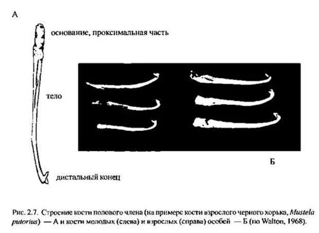 Кость полового члена у животных. Половой орган у мужчины причины