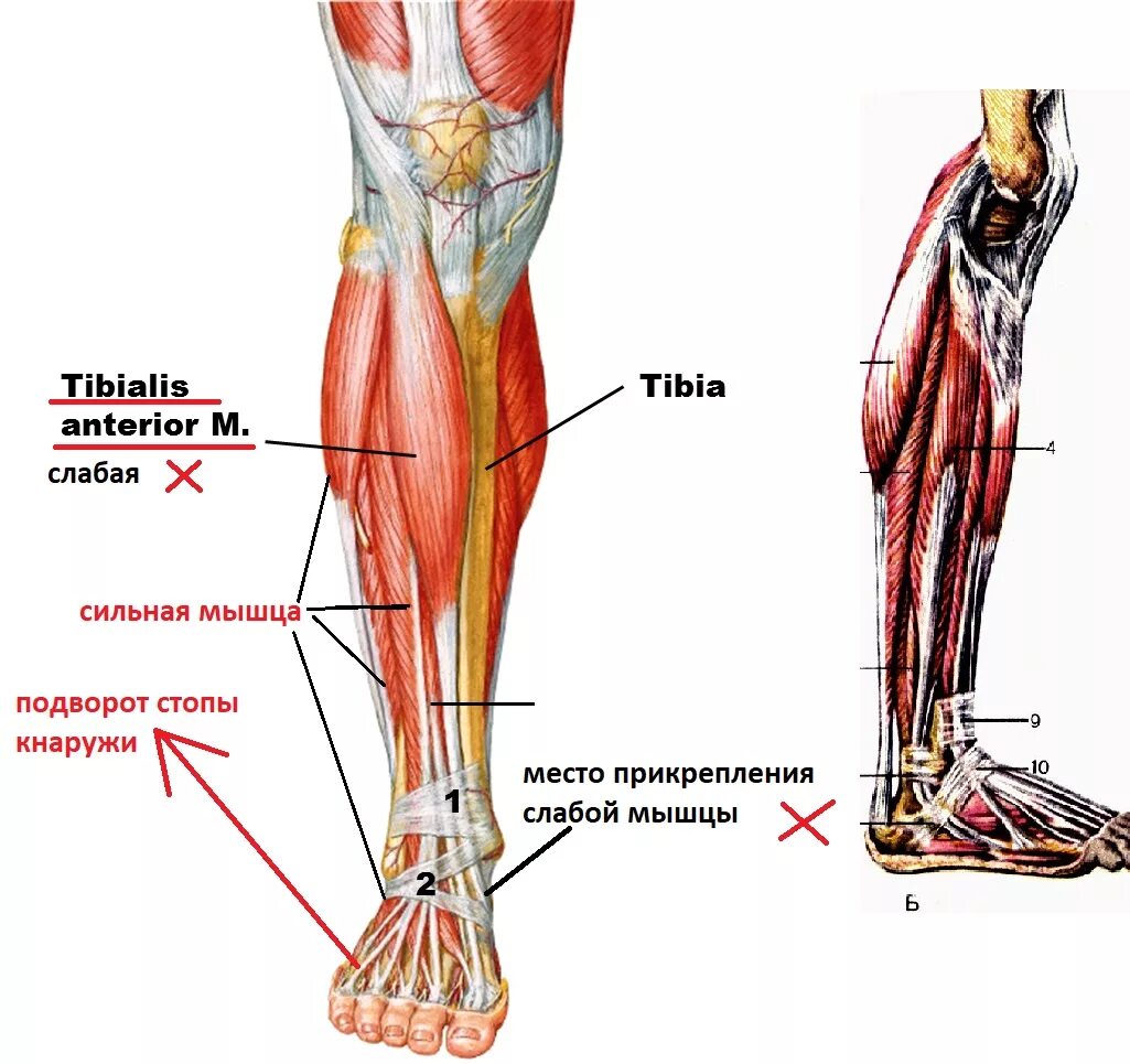 Мышцы стабилизаторы кора. Слабые места мышц живота. Как понять что мышцы слабые. Упражнения для тазовых мышц. Как понять что мышцы слабые.