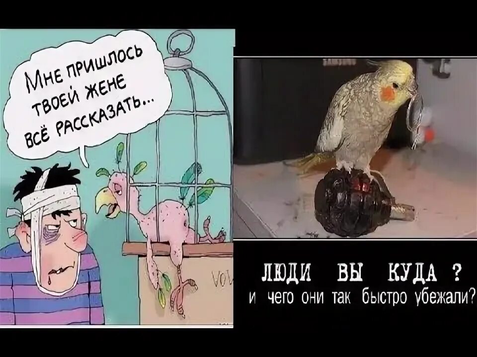 Смешно про попугаев. Попугай карикатура. смешные шутки с попугаями. анекдот картинка про попугаев.