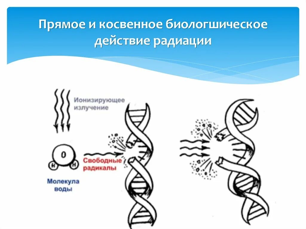 Биологическое действие радиации на клетку. Действие ионизирующей радиации на клетки. Воздействие ионизирующего излучения на клетку. Косвенное действие радиации. Радиация механизм