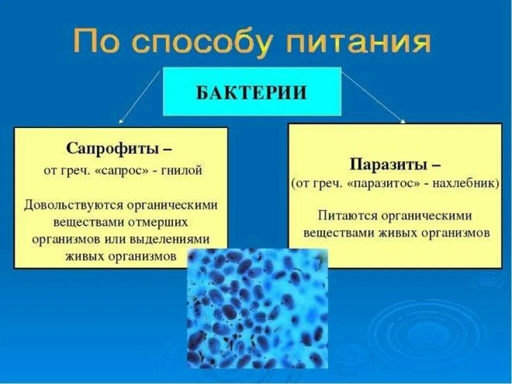 Отличие паразитов от паразитов
