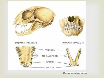 Моляры у кошек