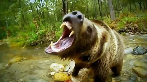 Самые опасные животные медведь
