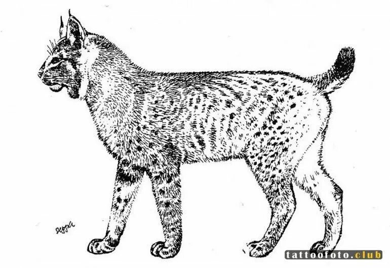 Пещерная Рысь Lynx issiodorensis. Рысь раскраска. Рысь рисунок. Раскраски животные Рысь. Распечатать рыси