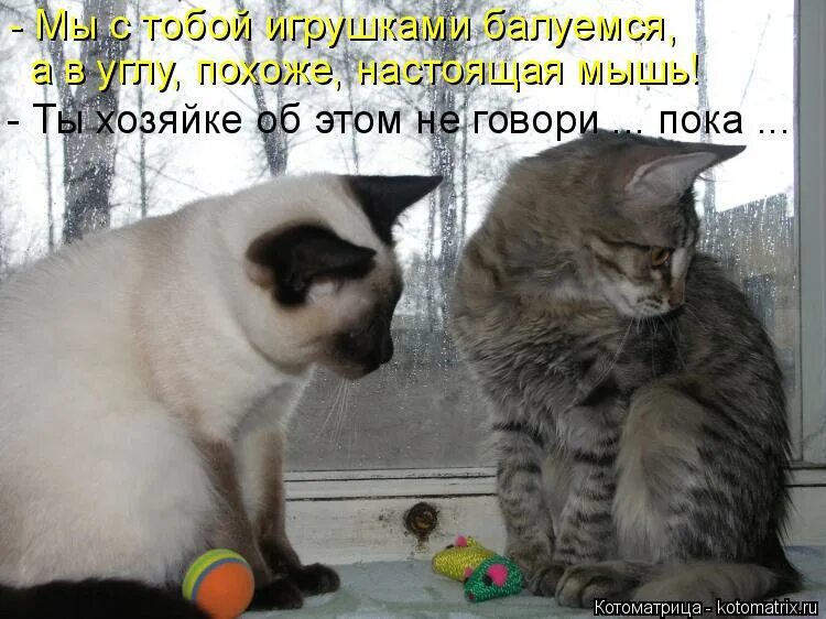 Котик здоровается. Я не говорю пока. Человек сказал не поверю пока не увижу. Мем. Кот прощается.