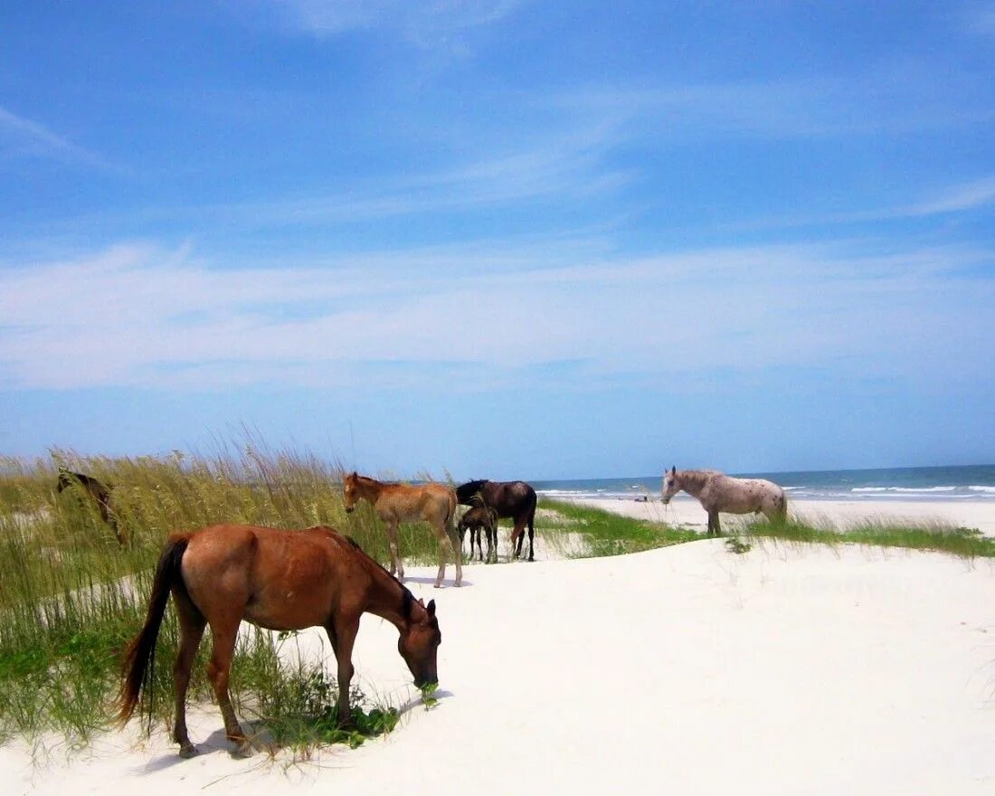 Wild horse islands the hunt. Вилд хорсе Исланд. Лошадь отдыхает. Лошади Камберленд. Остров Камберленд Джорджия.