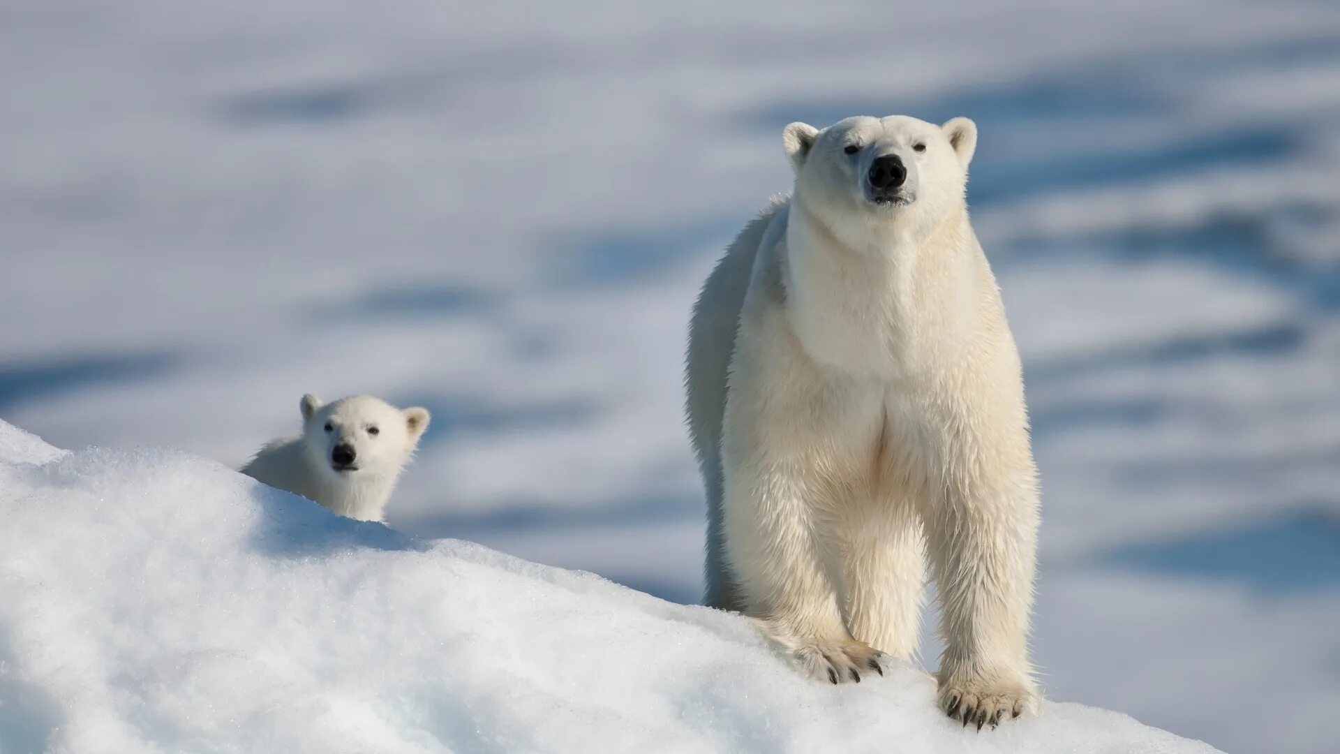 Обитатели снегов. Белый медведь. Полярный медведь. Белый мишка. Животные севера белый медведь.