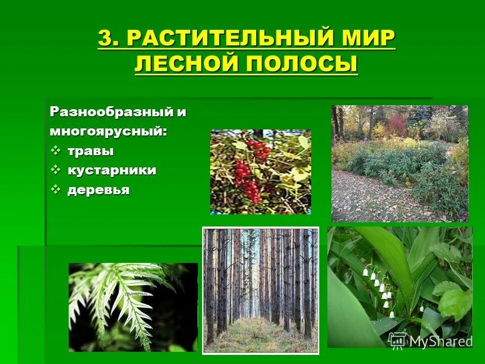 Зона где растительность из деревьев кустарников трав. Травянистый кустарниковый ярус леса. Растительность природной зоны тайга. Ярусы леса растения. Широколиственный лес растения.