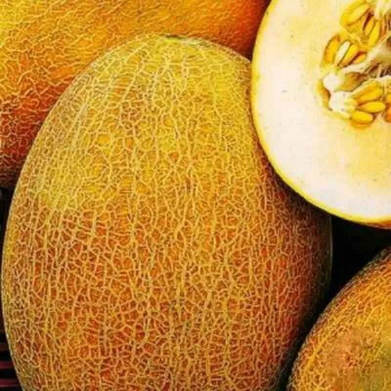Лучшие сорта дыни для средней
