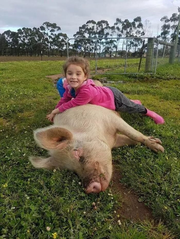 Свинка пигги. Свинья. Свинья девочка как называется. Поросенок. Свинья.