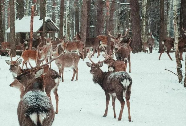 Городец оленья ферма. Эко ферма оленья южно-сахалинск. Олени в карелии. Ферма северный олень анциферово. Оленья ферма верхний уфалей.