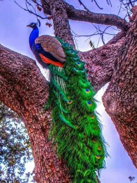Pin by Mary Gaines on Peacock painting Peacock painting, Mood board, Animals