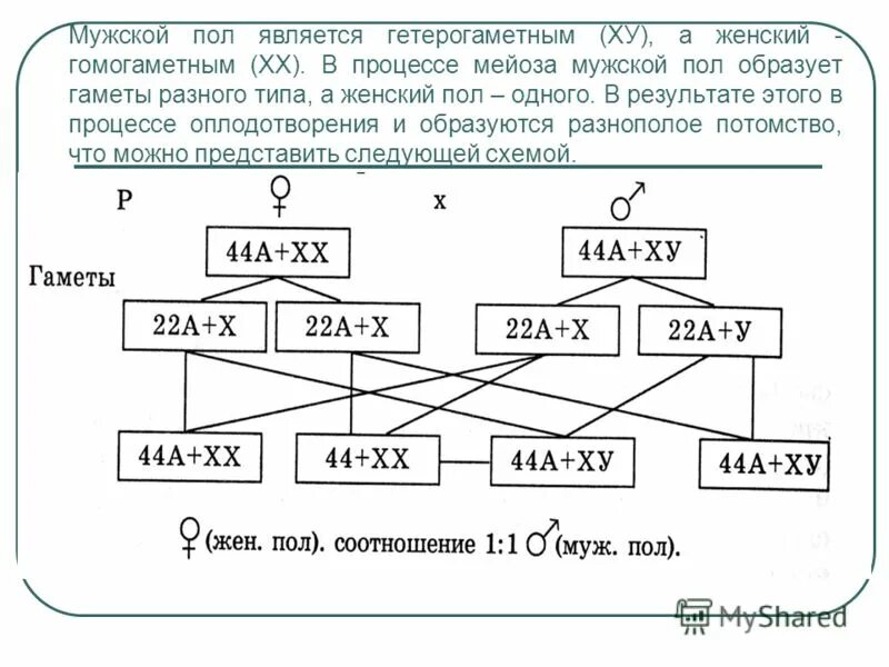 Что такое гомогаметный и гетерогаметный пол. Типы хромосомного определения пола таблица. Хромосомное определение пола. Хромосомное определение пола у животных примеры. Хромосомное и нехромосомное определение пола у животных.