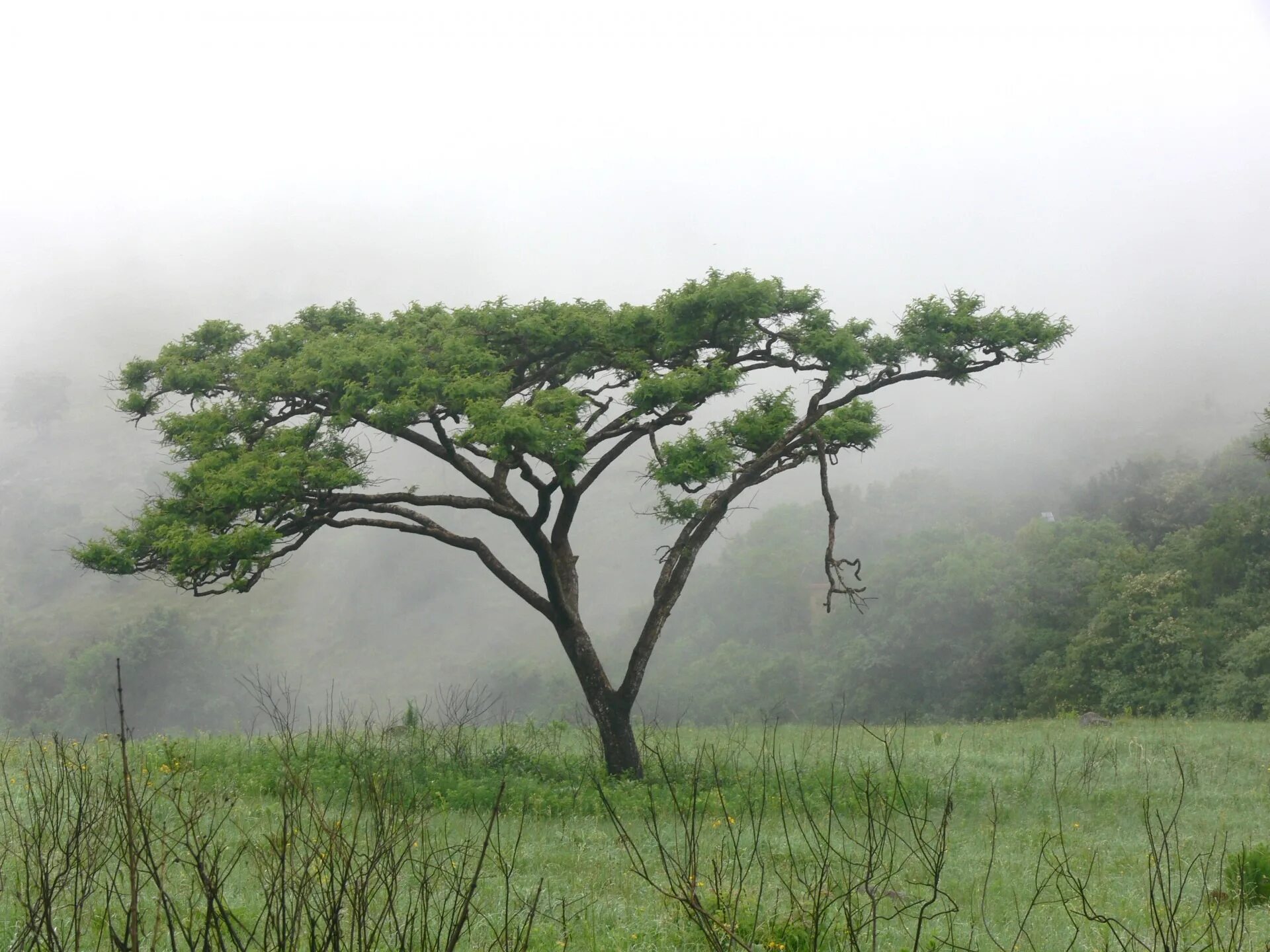 Ветвь туманного дерева. Гавайская Акация КОА. Дерево ситтим Акация. Зонтичная Акация. Зонтичная Акация цветет.
