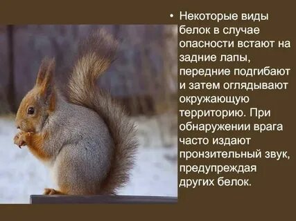 Чем необычна белка в произведении пушкина
