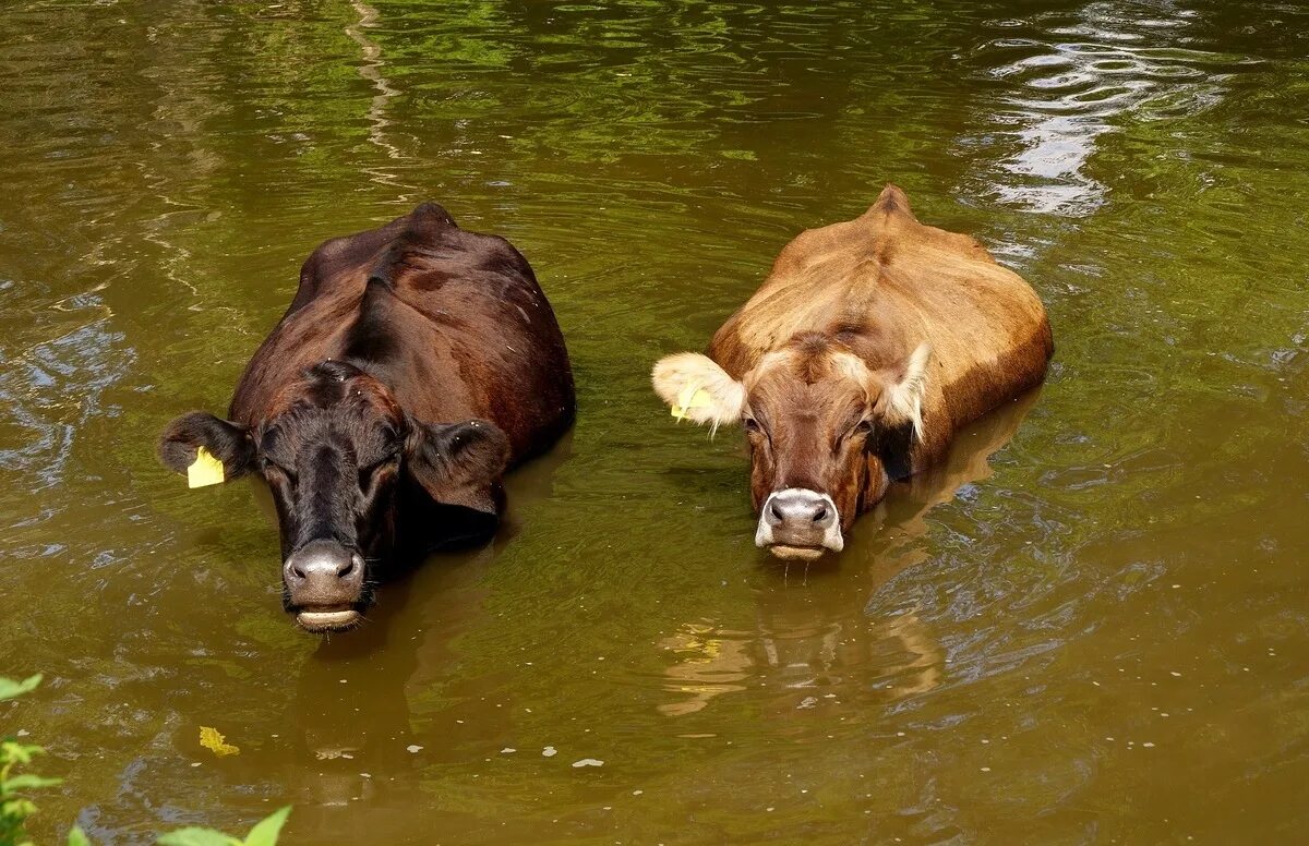 Корова в болоте. Корова плавает. Корова в воде. Коровы в реке. Коровья река.