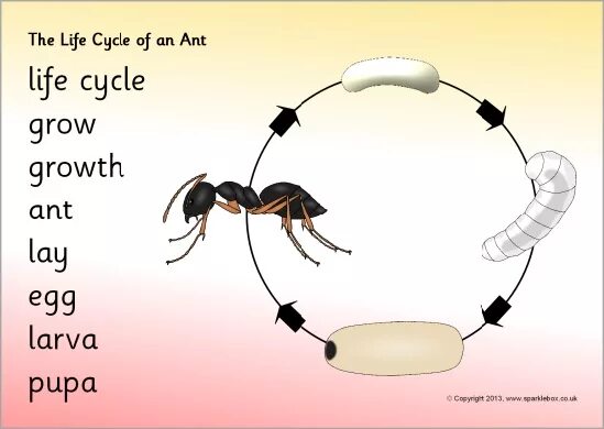 карточка муравей на английском. муравей на английском. Ant транскрипция. Ant карточка. карточка муравей на английском.