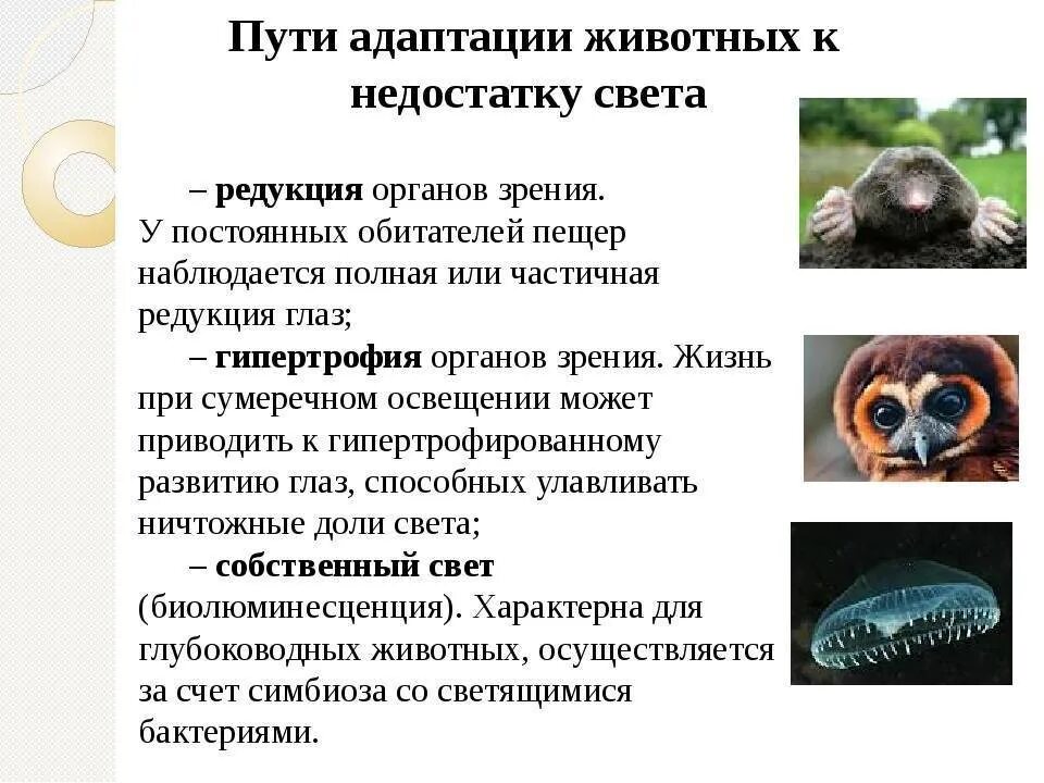 Примеры адаптации живых организмов. Адаптации животных к недостатку влаги. Адаптация животных к окружающей среде. Приведите примеры адаптации. Адаптация живых организмов.