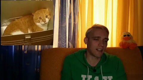 Дело о коте
