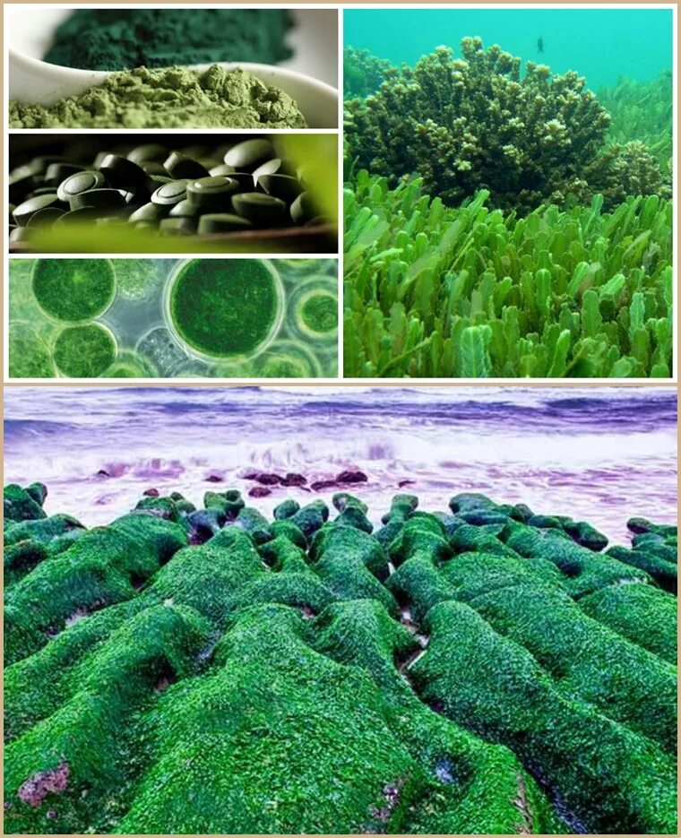 Почему водоросли растут в воде. Хлорелла водоросль. Микроводоросли хлорелла. Водоросли Chlorella из рода Spirulina. Хлорелла бурые водоросли.