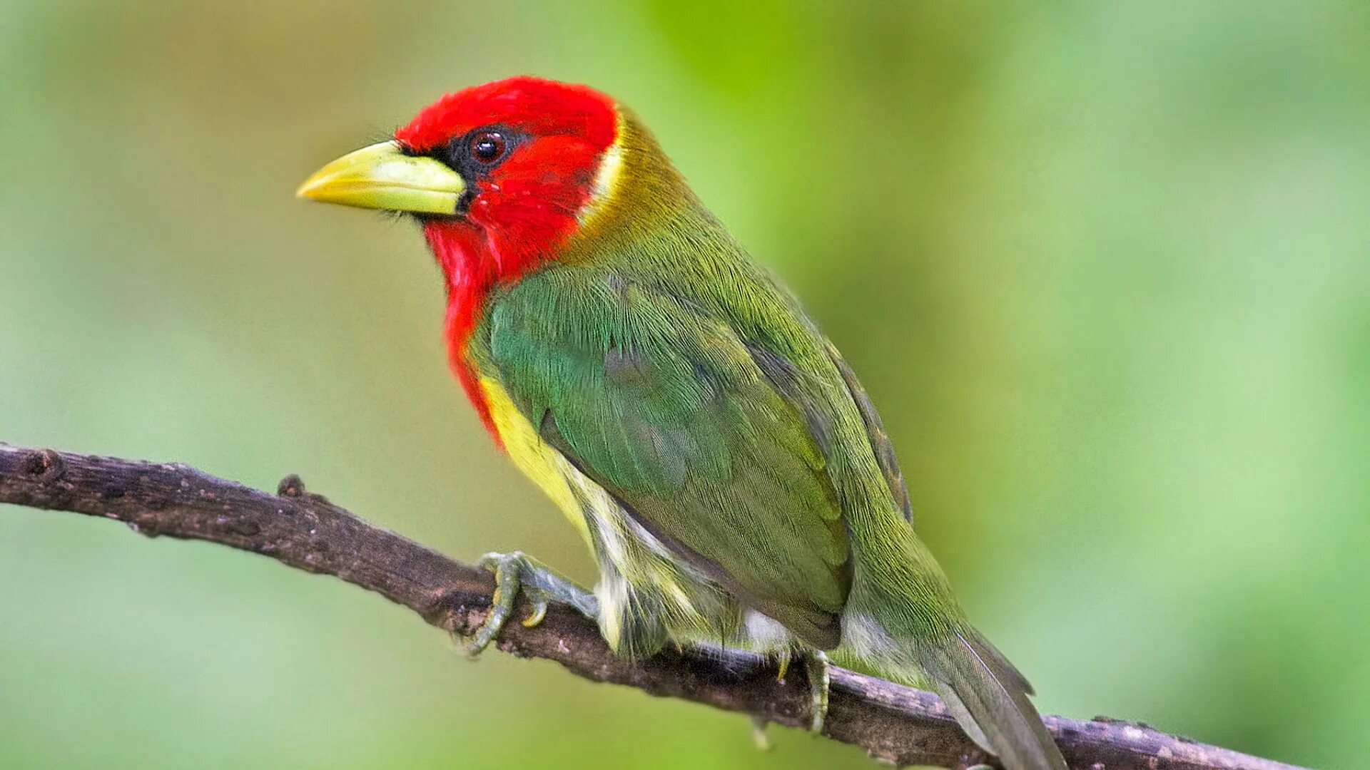 Андский эубукко. Красно зеленая птица. Красно желто зеленая птица. Птица с красной головой.