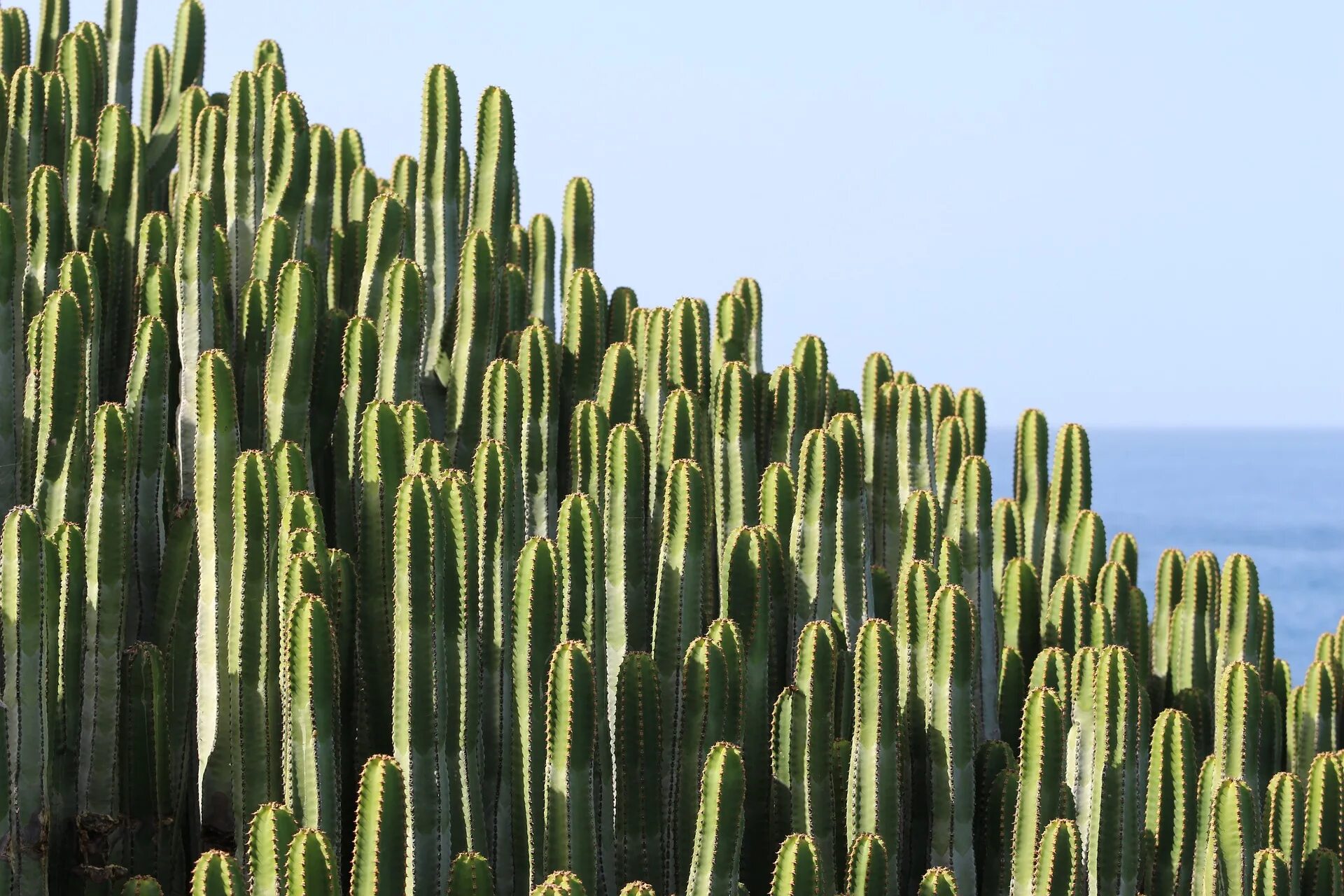Mexican cactus. Кактусовые растения Тенерифе. Кариофил Кактус. Кактусы на Канарах. Кактусовые Мексика.