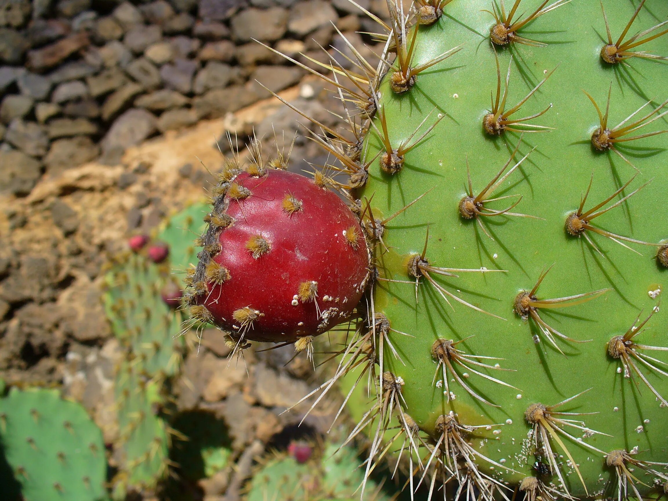Jeju prickly pear