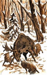 Волк есть лося