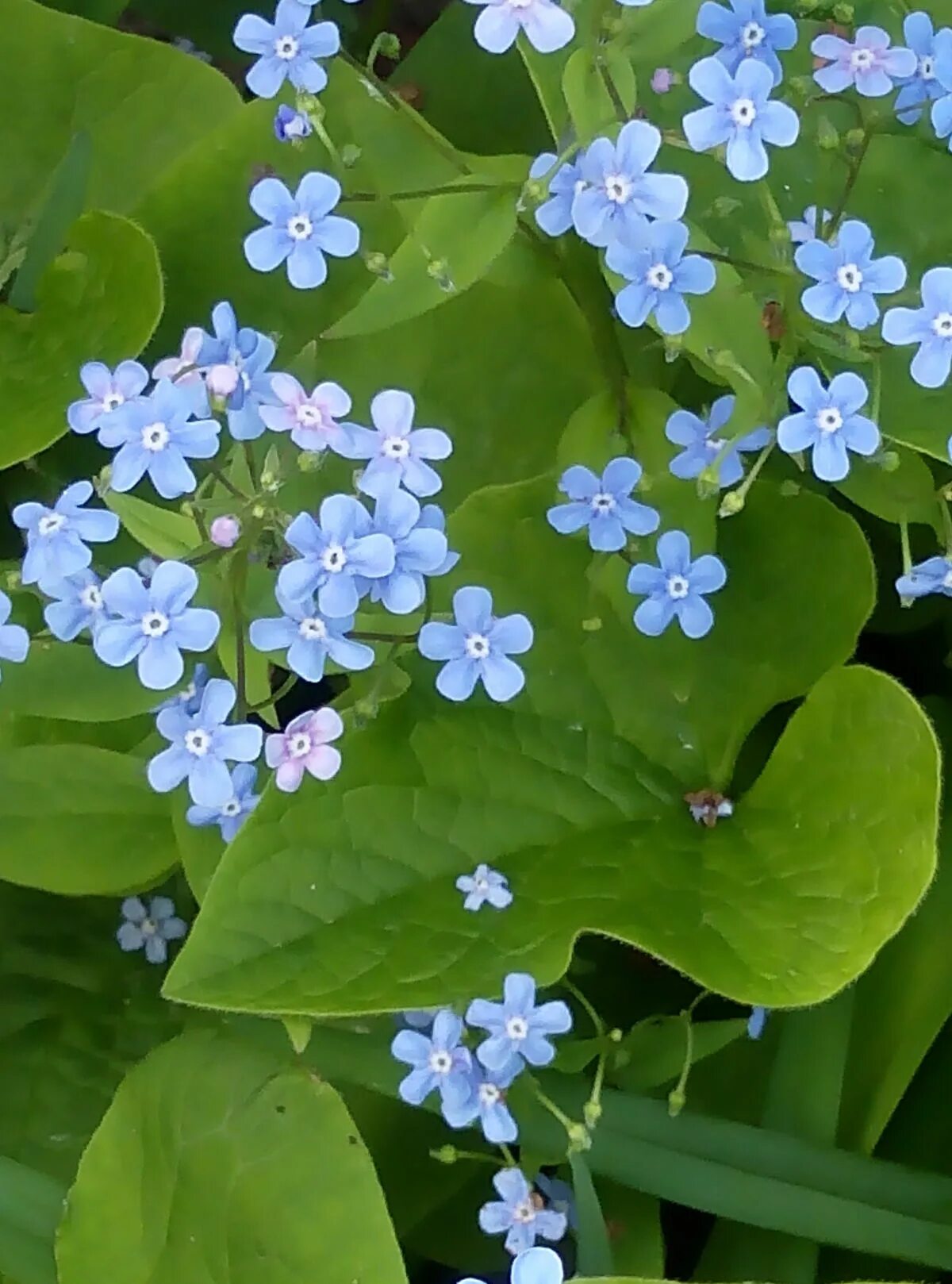 Forget-me-not: rules for planting and caring for a delicate flower in the garden