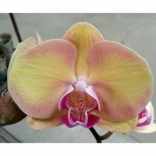 Орхидея Эмбер 28 фото.