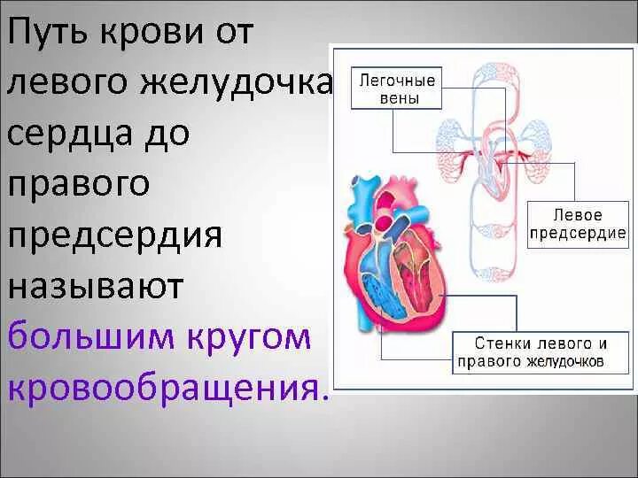 Заканчивается в правом предсердии. Путь крови от правого желудочка. Путь крови от левого желудочка до правого. Путь крови в сердце. Путь крови от правого желудочка до правого предсердия.