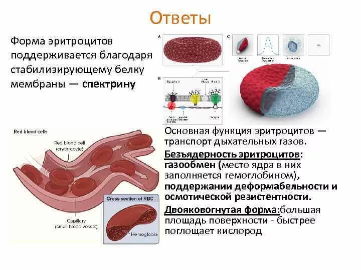 Эритроцит транспорт газов. Эритроцит транспорт газов
