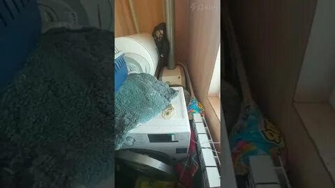 Енот илюша разнес квартиру видео
