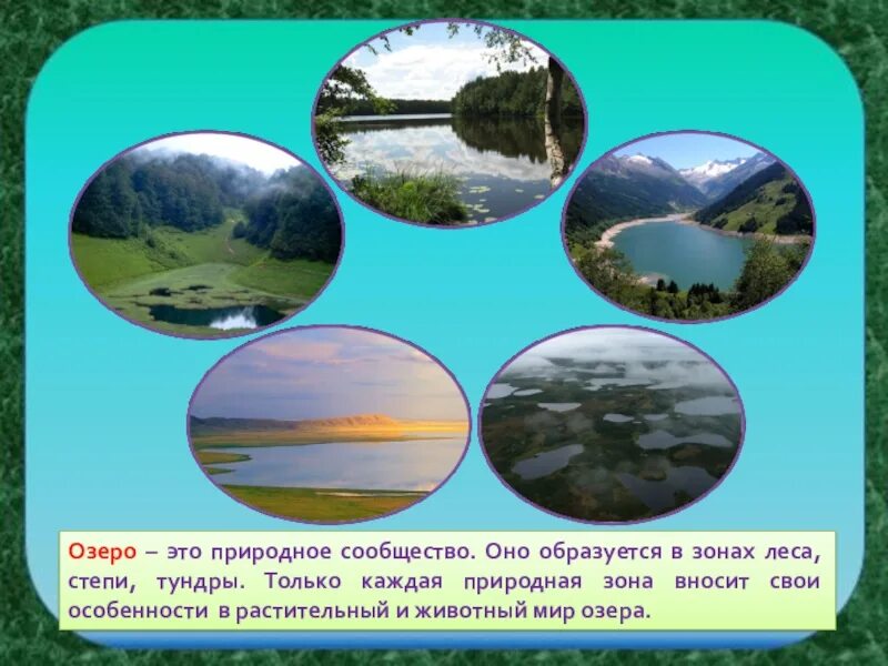 Природное сообщество озеро. Обитатели сообщества озера. Природный мир водоемов. Сообщество озеро 3 класс. Примеры природных сообществ озеро