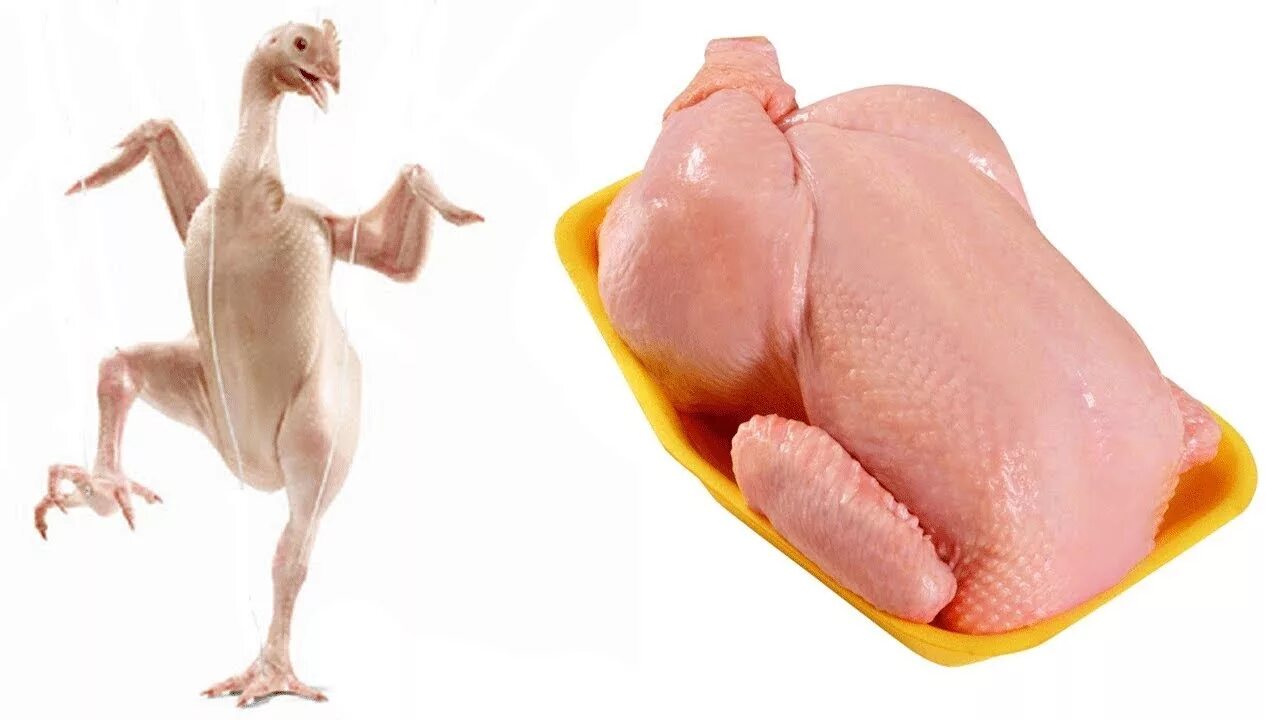 Курица между ног. Курица. Курица тушка. Общипанная курица.