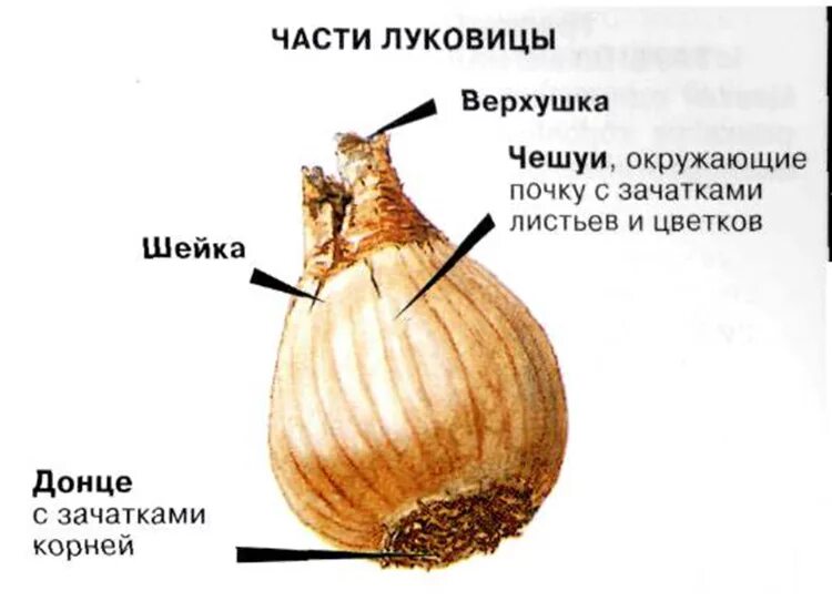 Какую функцию выполняют сухие чешуи. Донцы луковицы нарцисса. Донце луковицы нарцисса строение. Нарциссы размножение луковицами. Корни луковицы нарцисса.