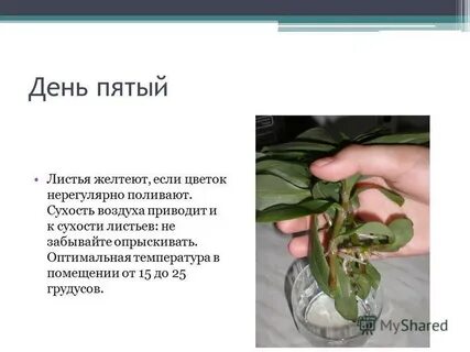 Традесканция размножение черенками в воде