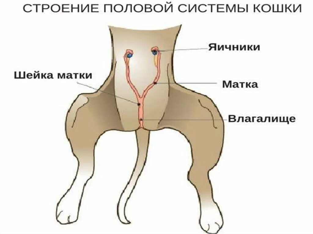 Матка и яичники кошки. Анатомия половой системы кошки. Строение яичников у кошки.