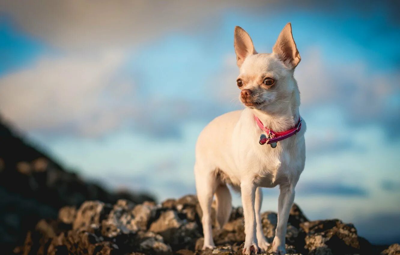 чивава что это. собака чихуахуа хуа. чивава что это. чивава что это. чихуахуа гиджет тако белл.