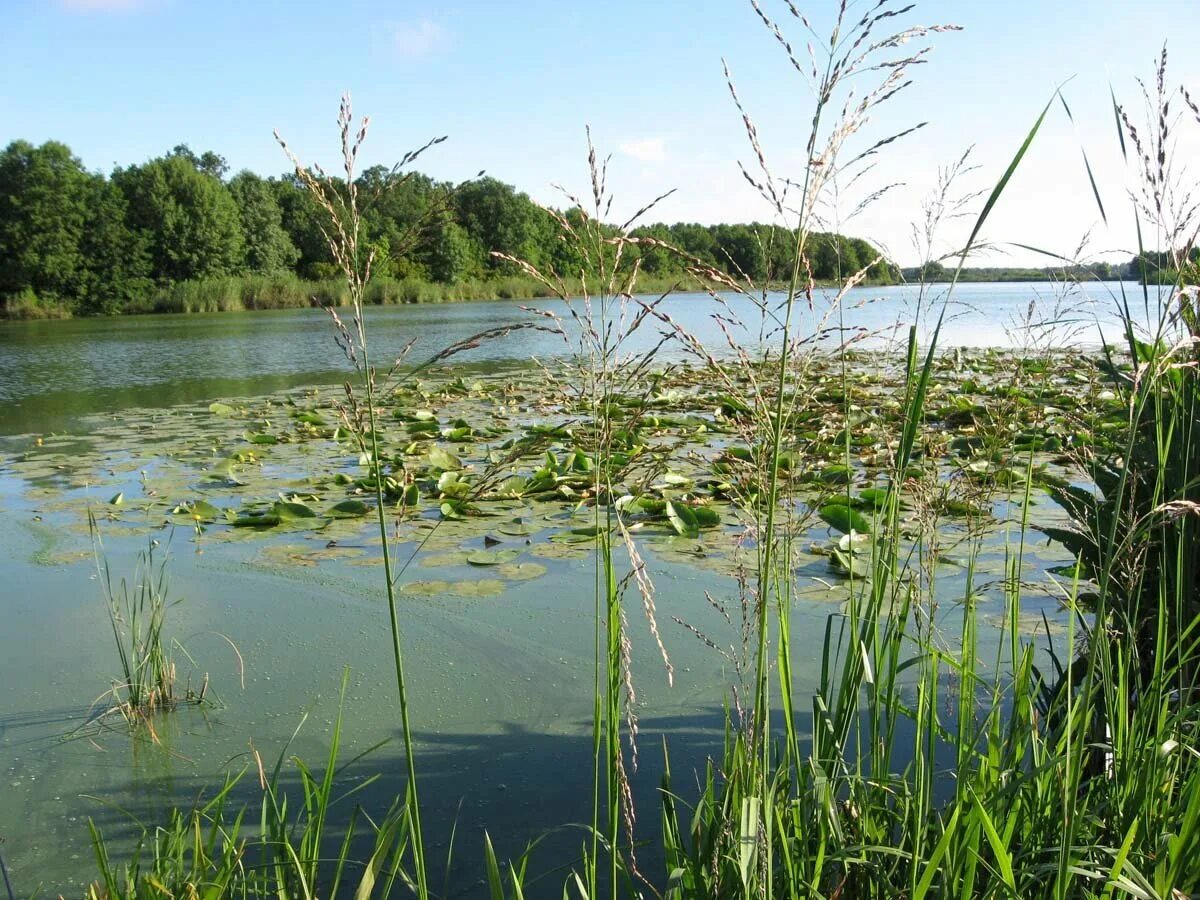 Карасиный пруд. Красивые водоемы. Искусственный пруд с рыбой. Умиротворяющая природа. Поверхность водоема.