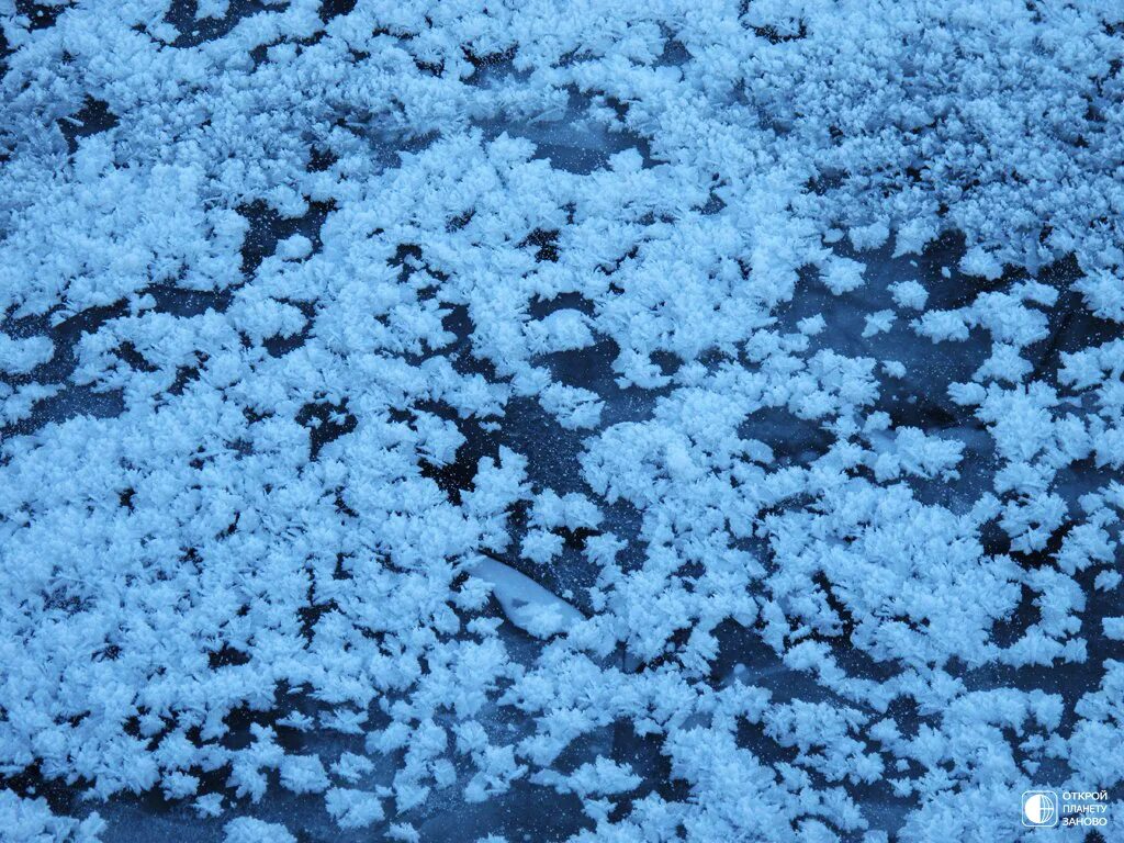 Цветы из снега на льду. Снежных цветов. Снежные цветы. Ледяной цветок природное явление. Снежных цветов.