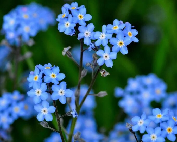 незабудка альпийская лесная полянка. незабудка добрынин. незабудка одна минутка. букет незабудок. незабудка незабудка иногда.