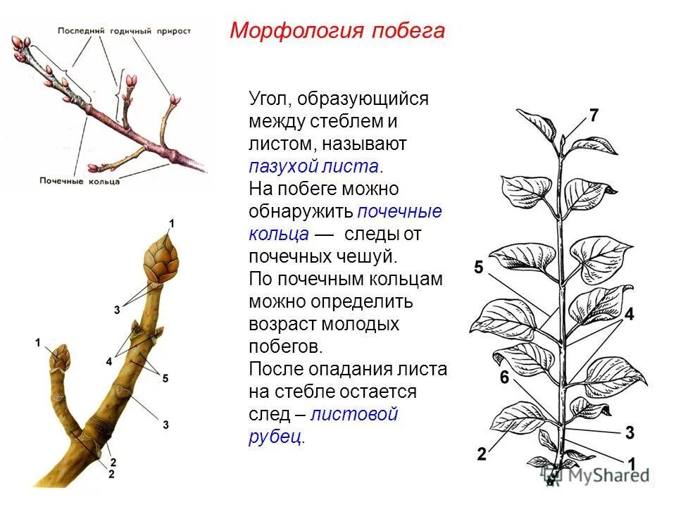 почка это зачаточный побег. побег. побег развитие побега из почки. строение побега листа и стебля. почки растений.