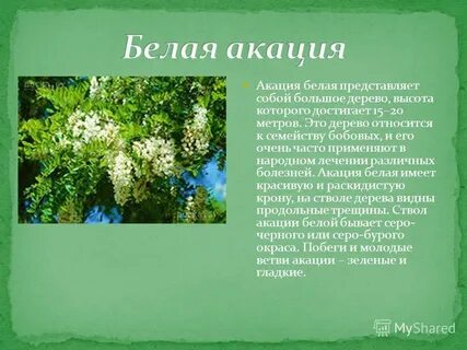Акация описание дерева