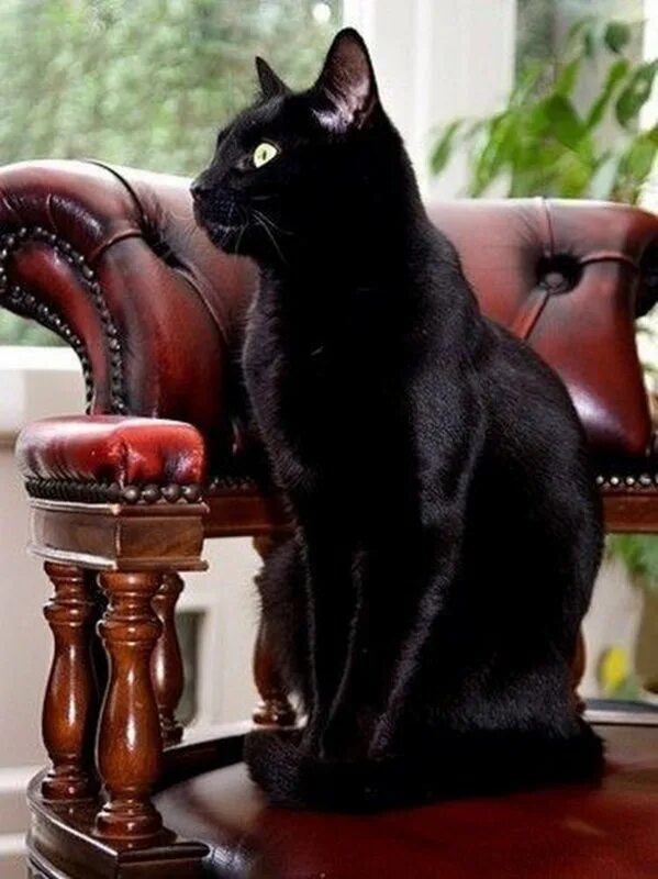 Бомбейская кошка. Чёрный кот. Красивый черный кот. Изящная кошка. Грациозная кошка