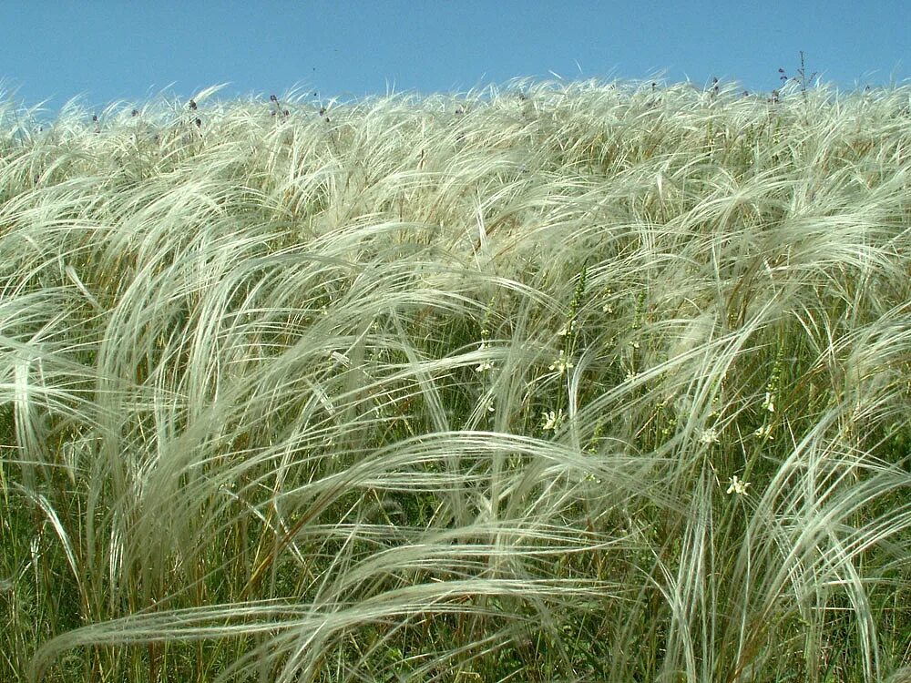 Ковыль злаковое растение. ). ). Ковыль перистый stípa pennáta. Ковыль тончайший (stipa tenuissima).