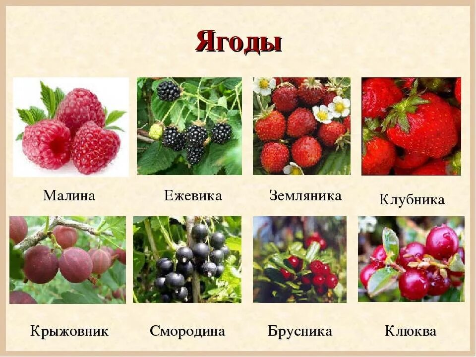 Какие фрукты являются ягодами. Ягоды названия. Плодово-ягодные культуры. Лесные ягоды названия. Плодовые культурные растения.